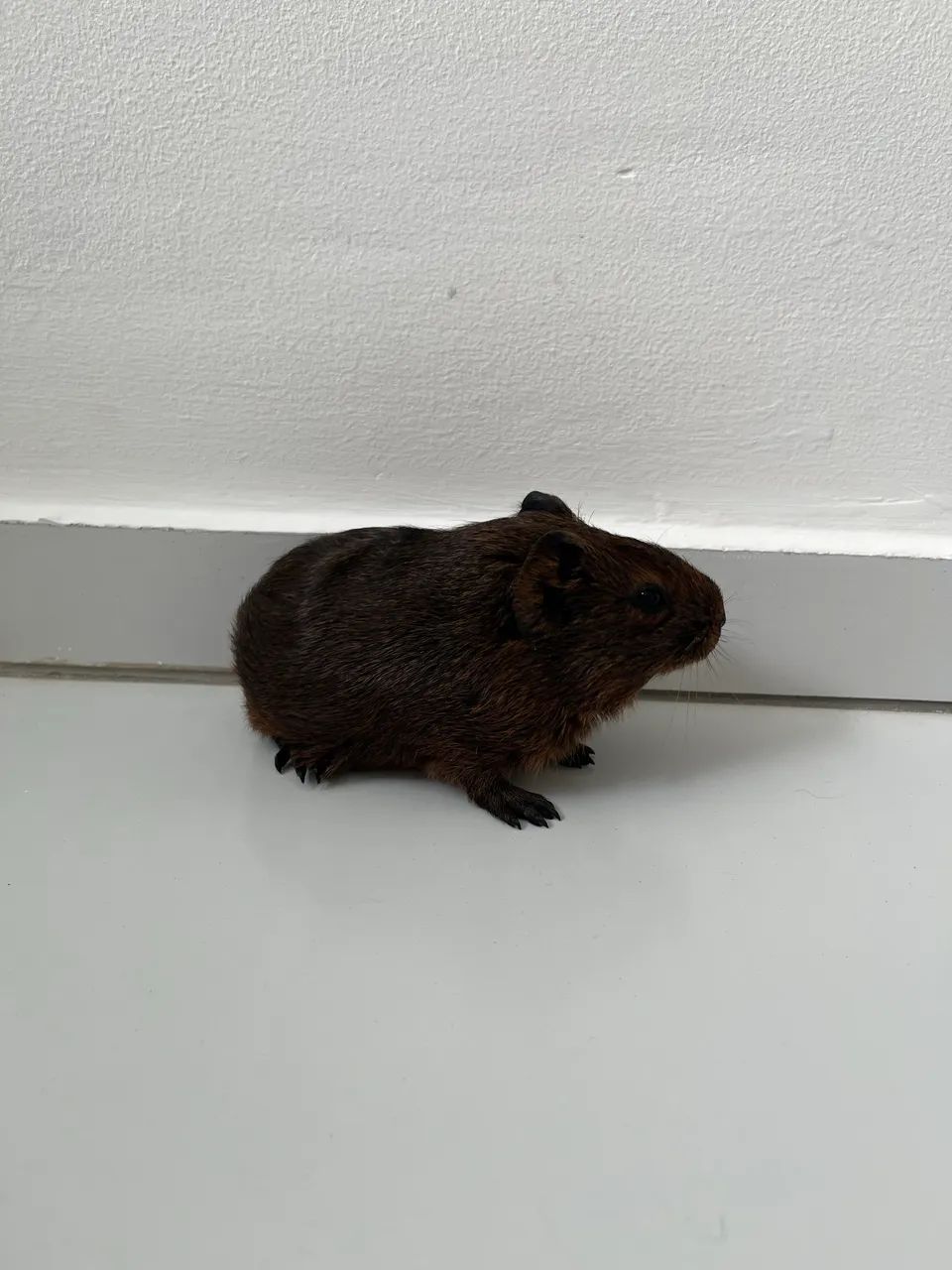 Porquinhos da índia para adoção  - Foto 3