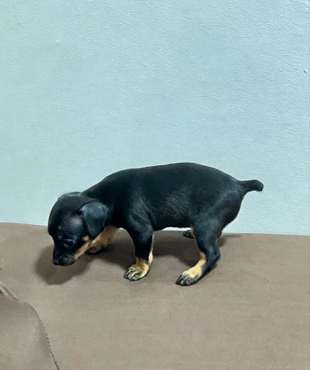 Filhote de pinscher - Foto 4