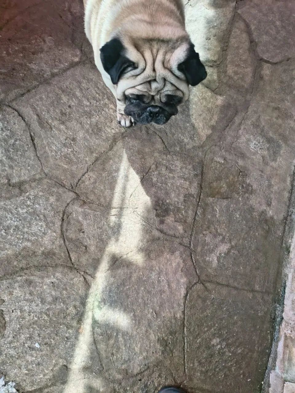 Pug 5 anos