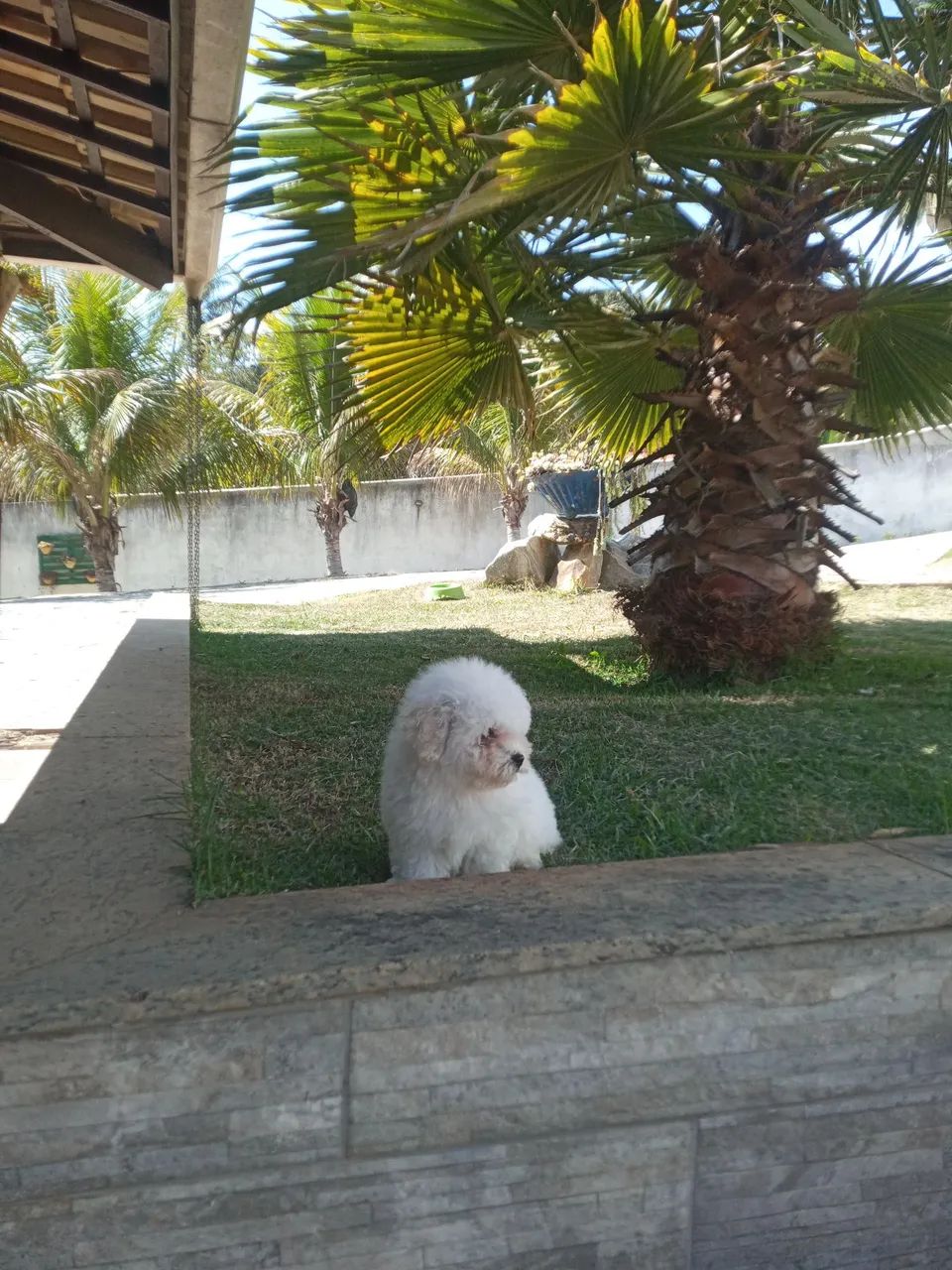 Poodle toy miniatura  - Foto 3