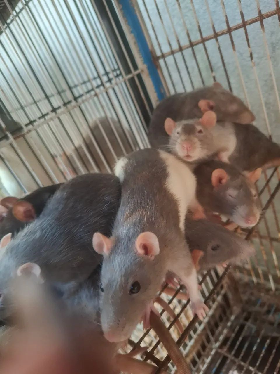 Twister e Hamster sírio  - Foto 4
