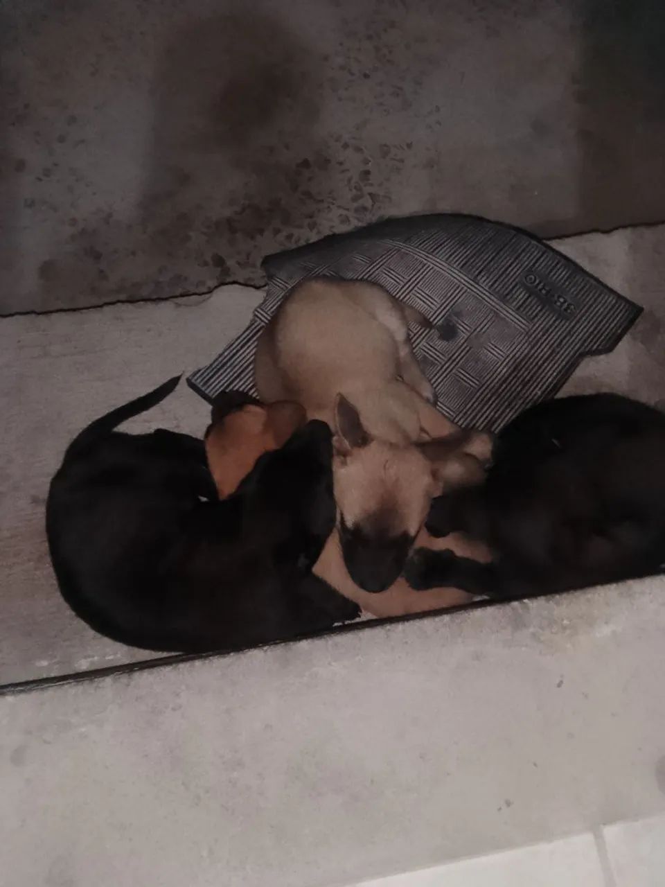 Cachorro Pit com Chow Chow 