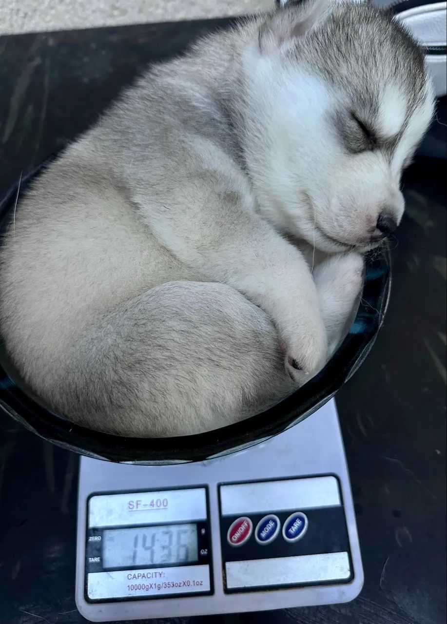 Filhote de Husky  - Foto 2