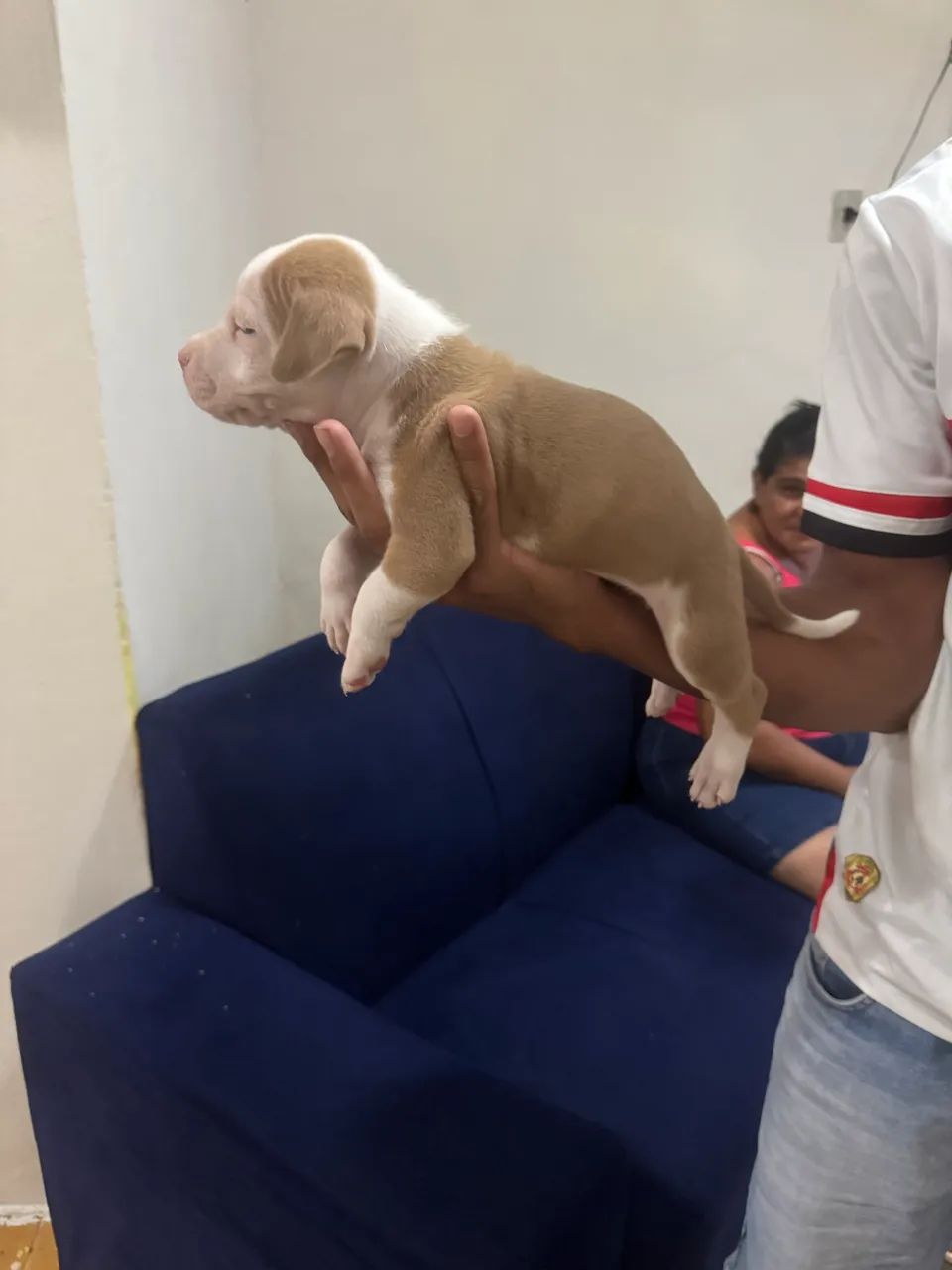 Pitbull  - Foto 3