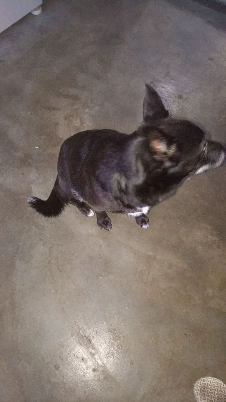 Douo cachorra castrada e vacinada  - Foto 2