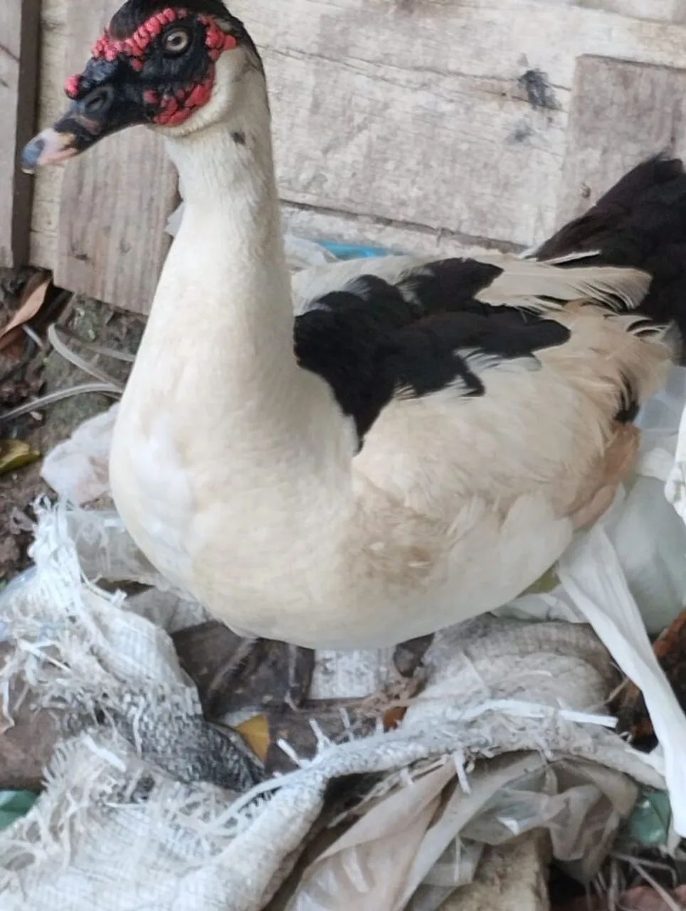 Patos Lindos 