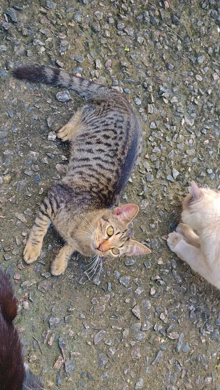 Gatinhas - Foto 5