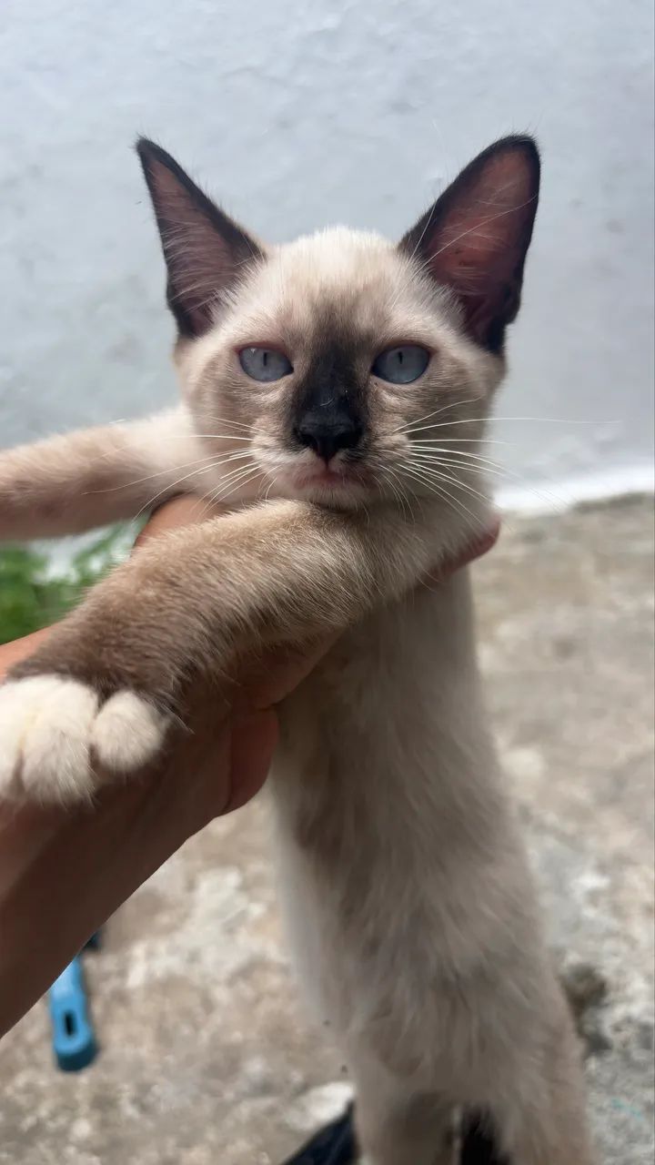 Adoção de gatinhas  - Foto 2
