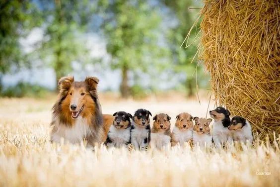 Rough Collie