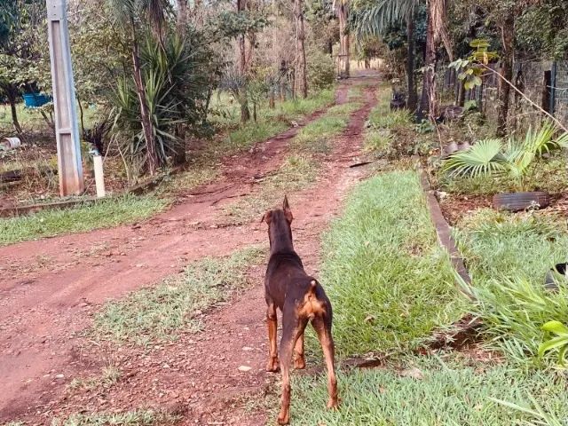 vendo doberman - Foto 3
