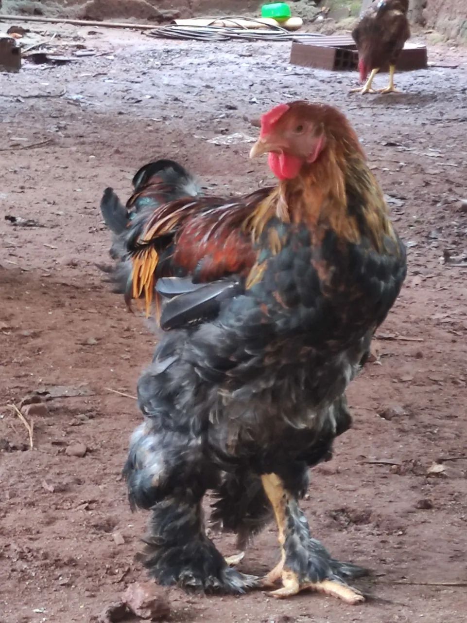 Galinhas brahmas  - Foto 3