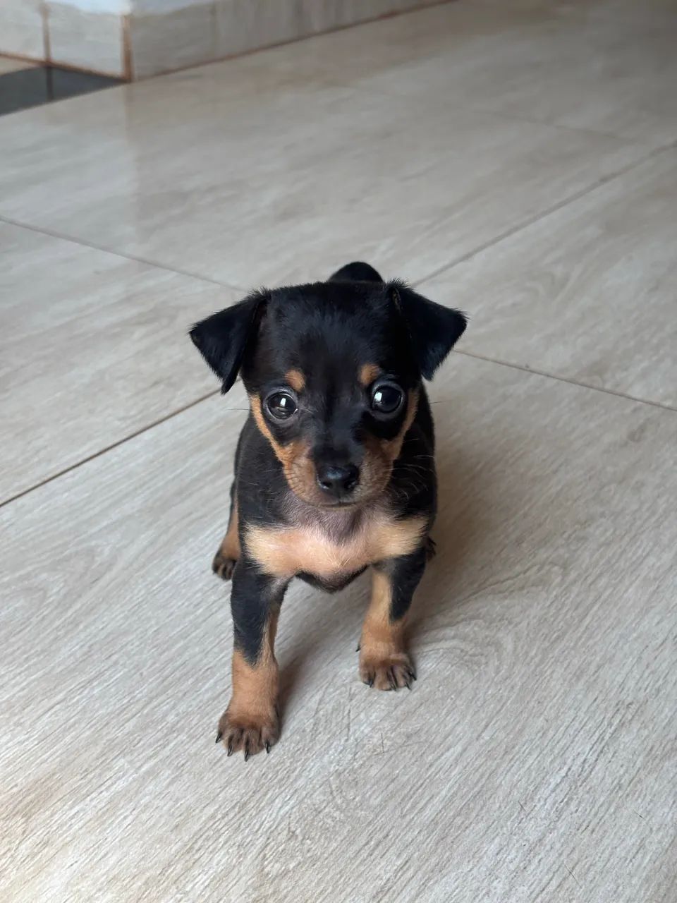 Filhote de Pinscher  - Foto 2