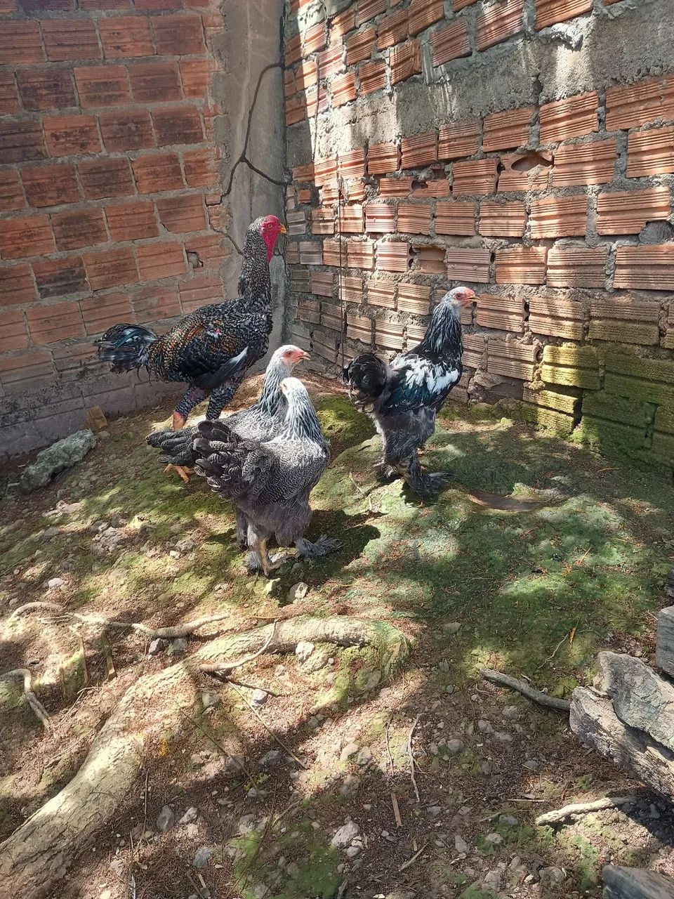 Terno de Brahma dark puros  - Foto 2