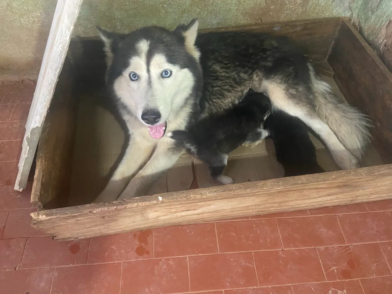Husky siberiano 