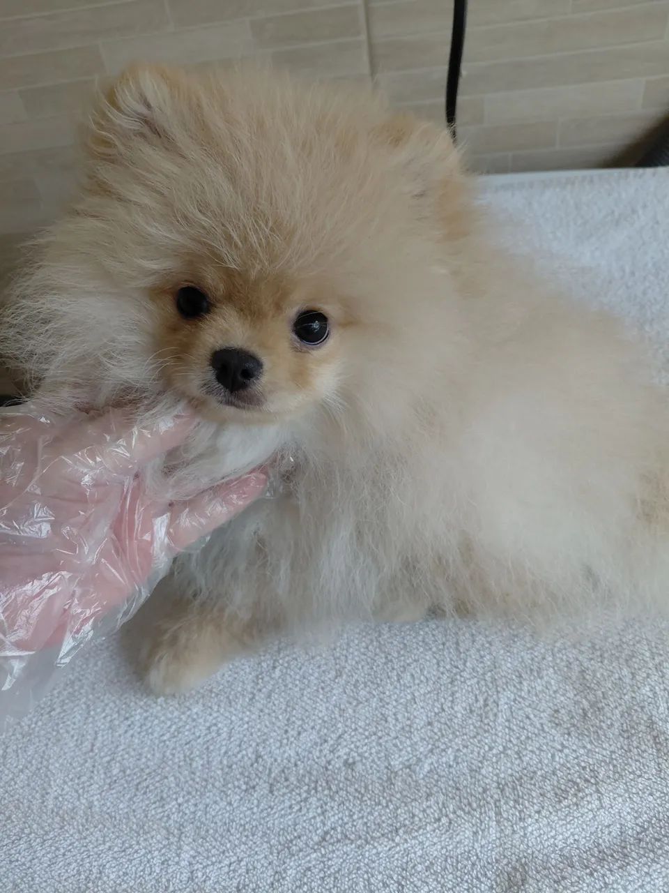 Spitz alemão macho  - Foto 3