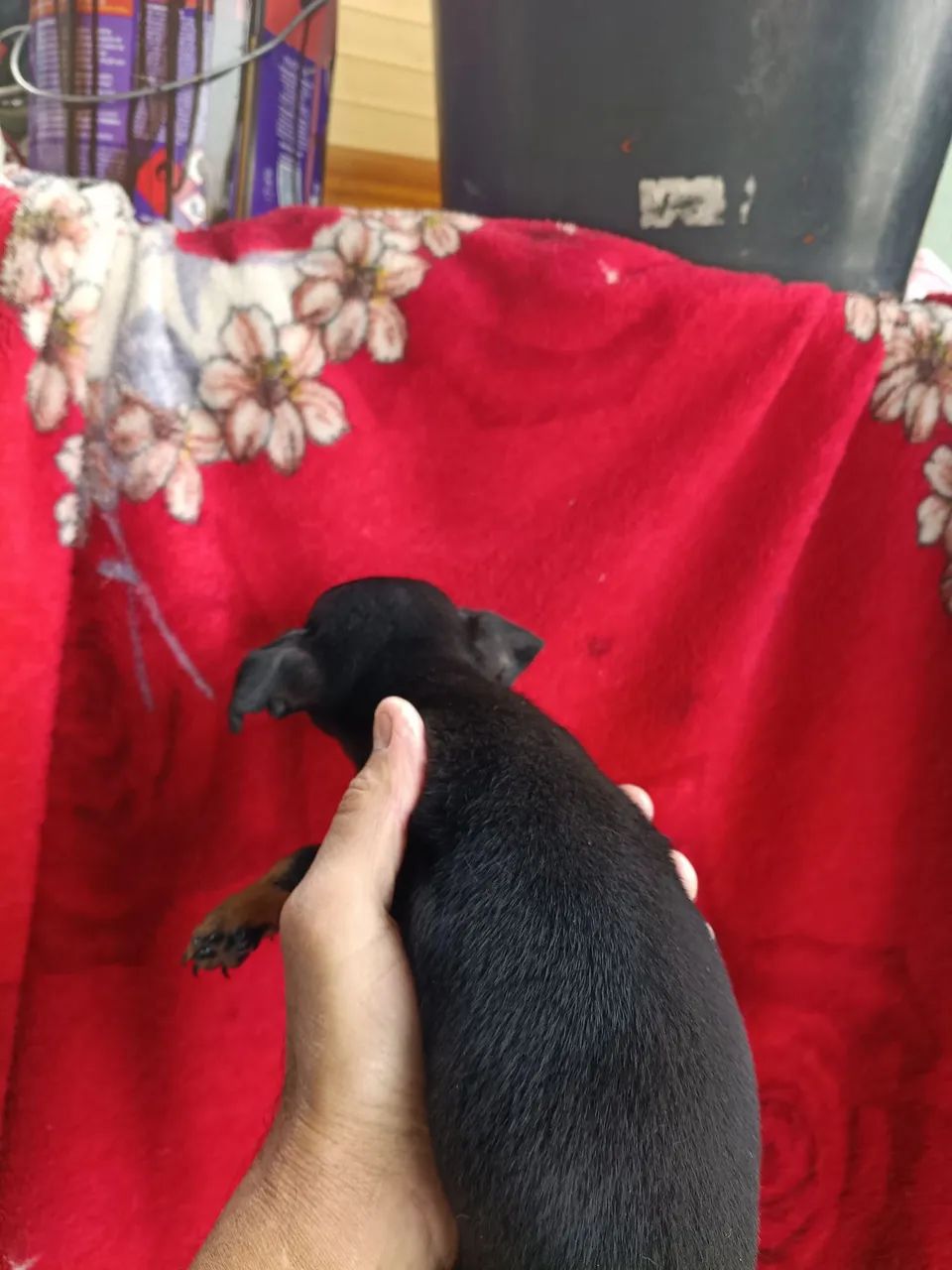 Pinscher  - Foto 2