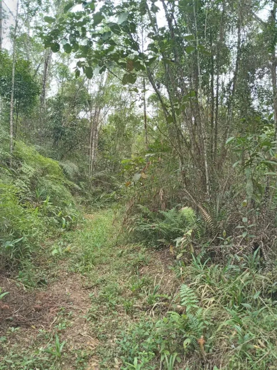 Sítio com 28 alqueires em Potinga - Guaraqueçaba - Foto 5