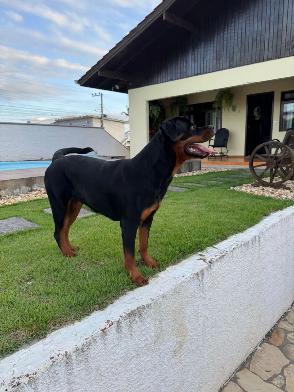 Rotweiller fêmea  - Foto 4