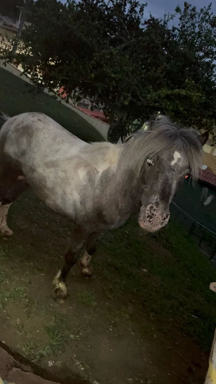 Casal de mini pônei  - Foto 5