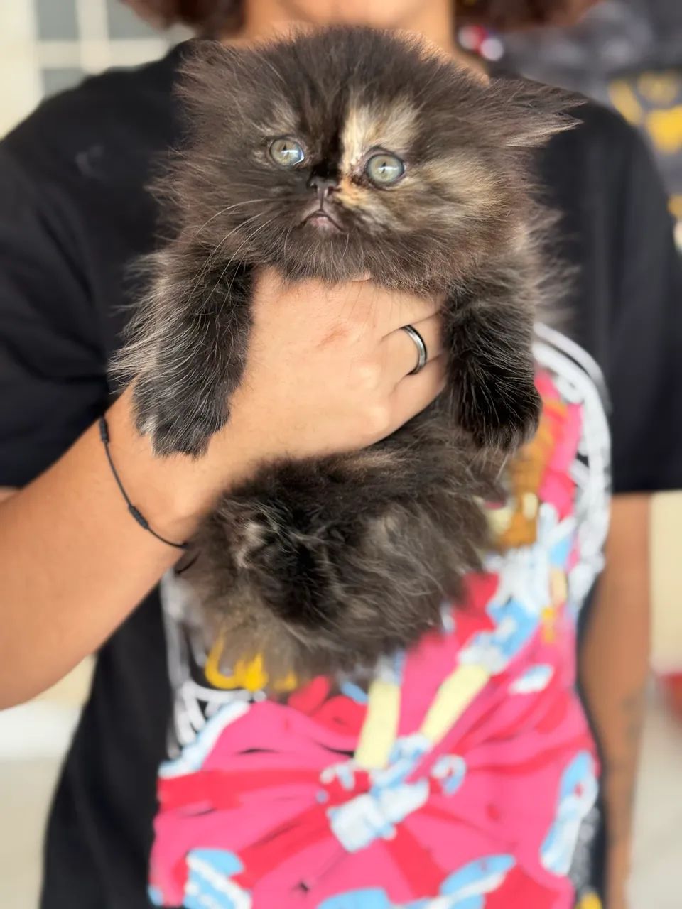 Vendo gata persa filhote  - Foto 4