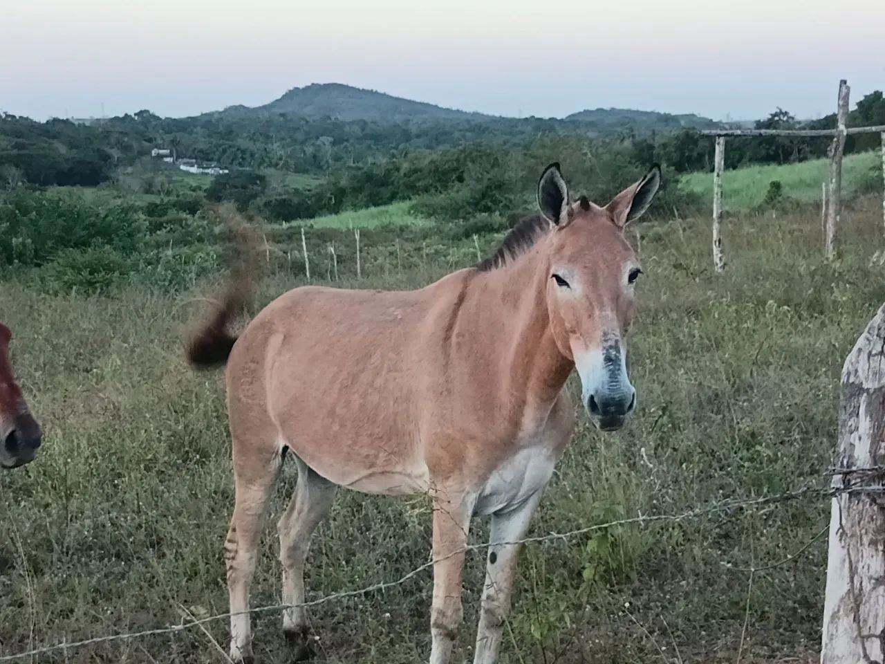 Vendo burro bom de carroça e bom de sela - Foto 3