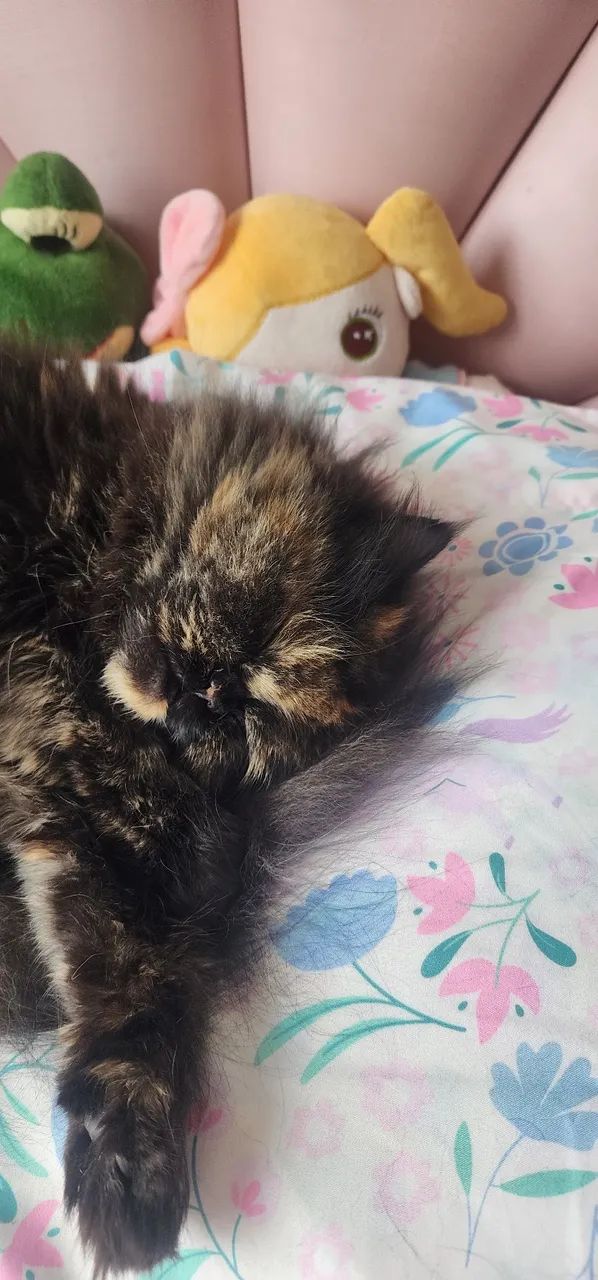 Gata Persa  - Foto 4