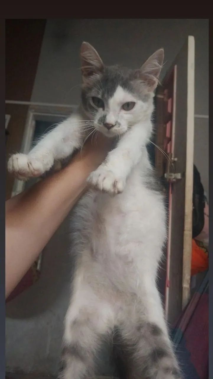 Gato macho adoção