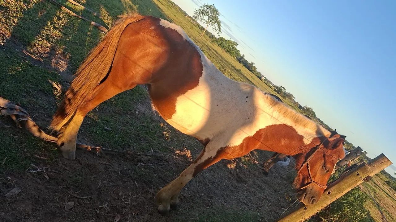 Égua Manga Larga Pelagem Pampa com Registro + Podrinha - Foto 4