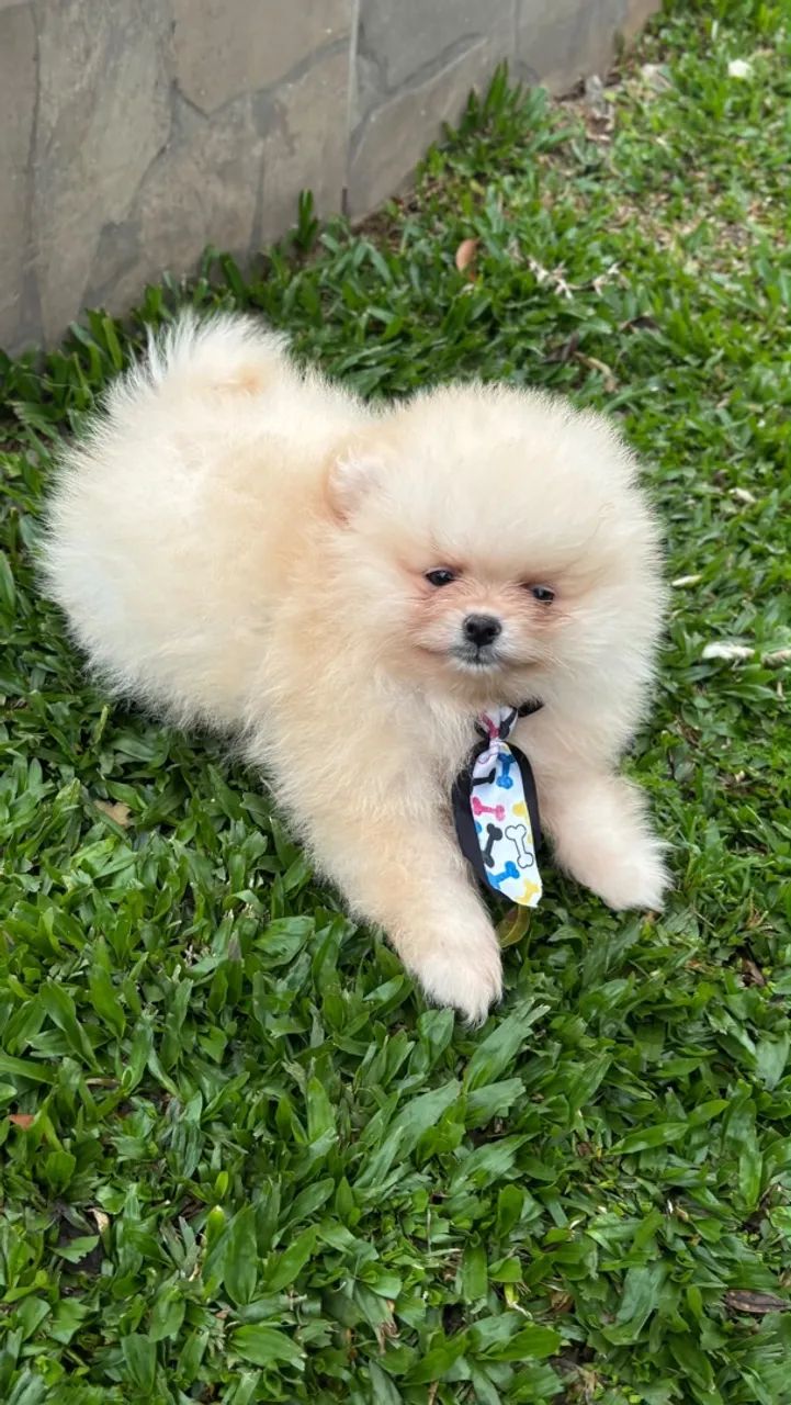 Spitz alemão  - Foto 4