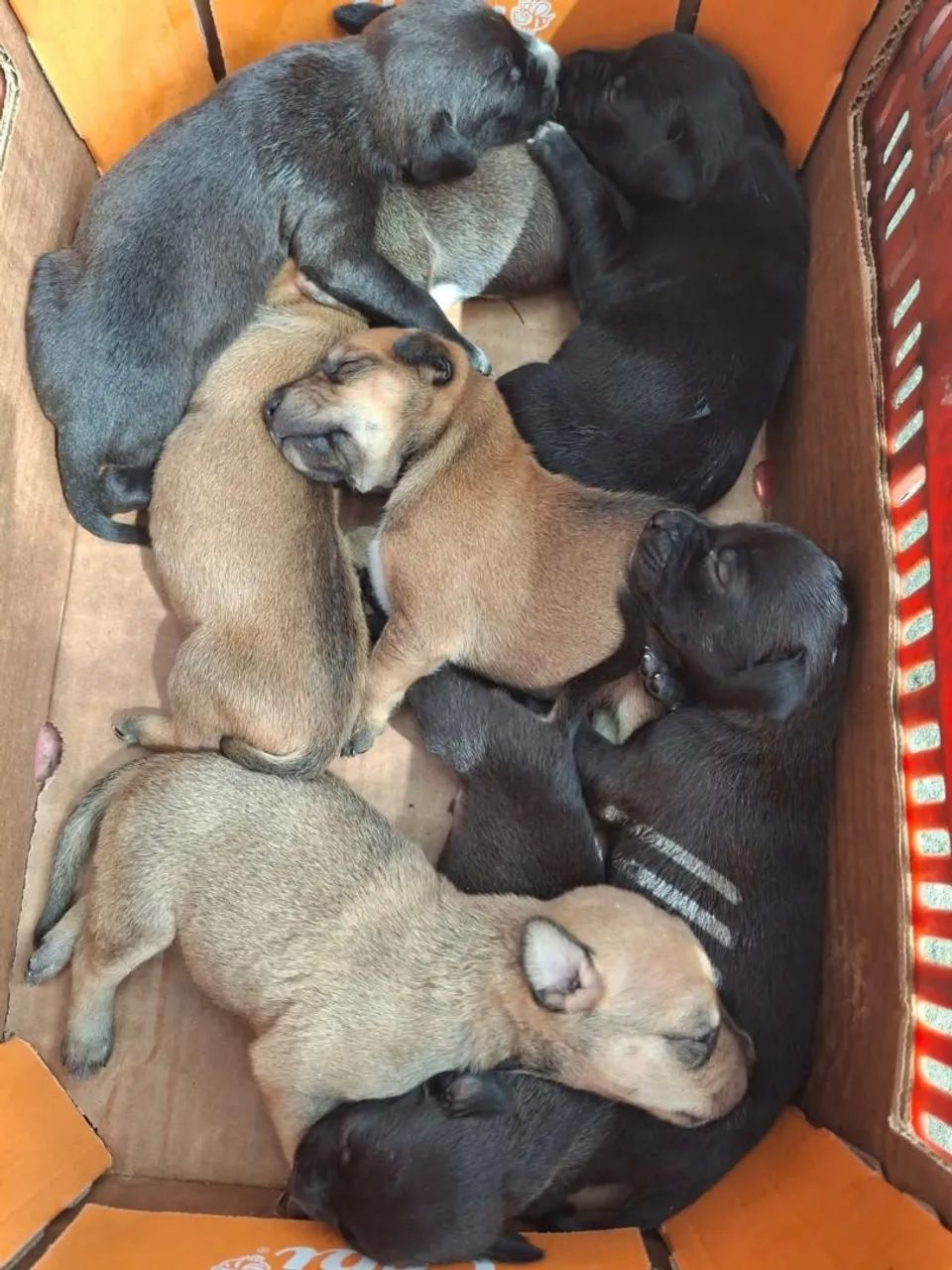 Filhotes para adoção responsável - Jd. Guanabara I