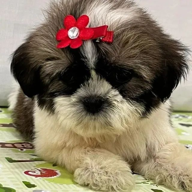shihtzu Mini, Lindo e Saudável! - Foto 2