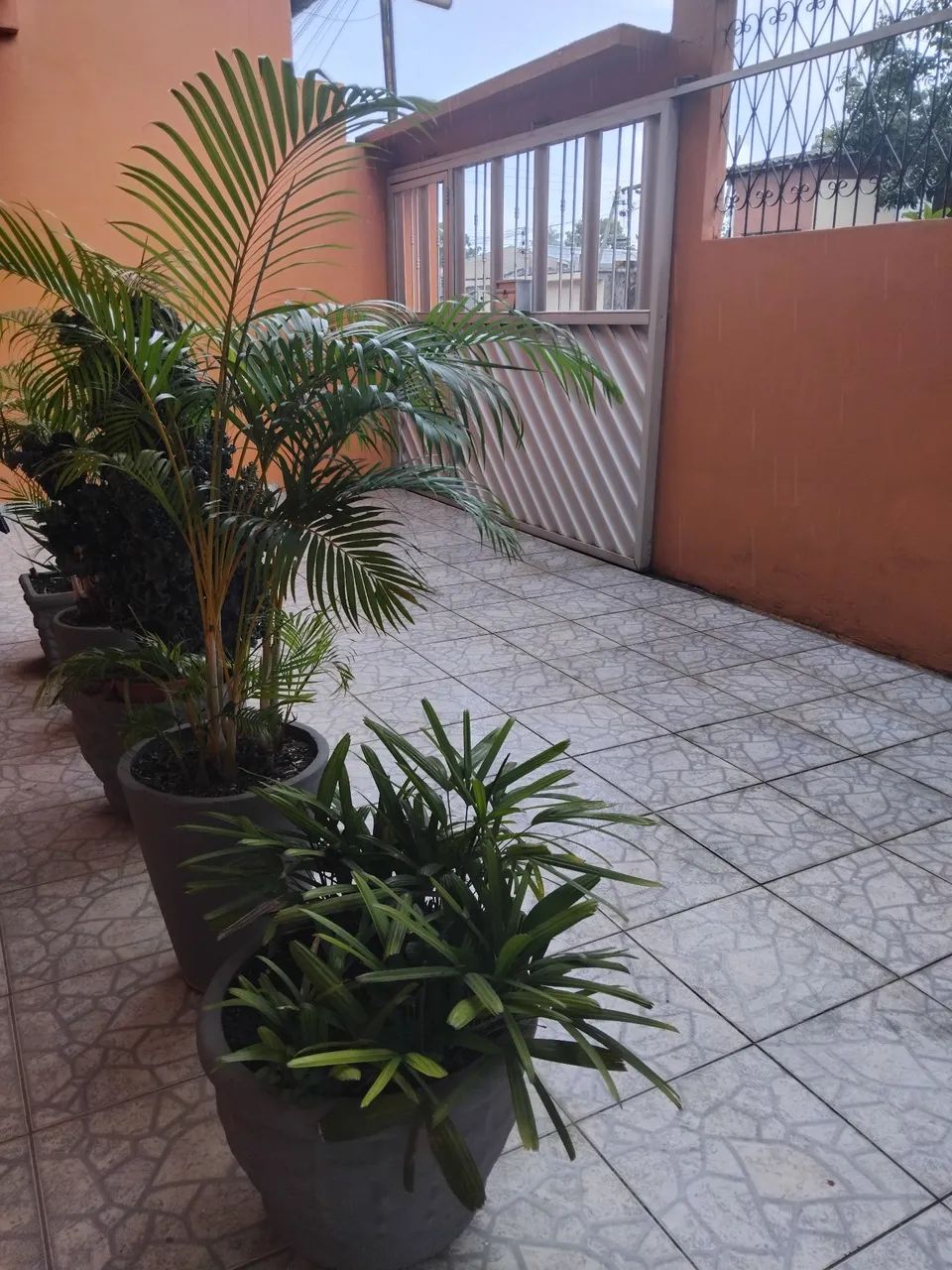 Foto - Manaus - Lírio do Vale