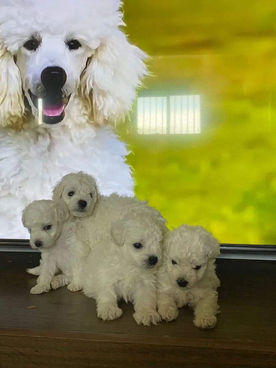 Poodle Toy