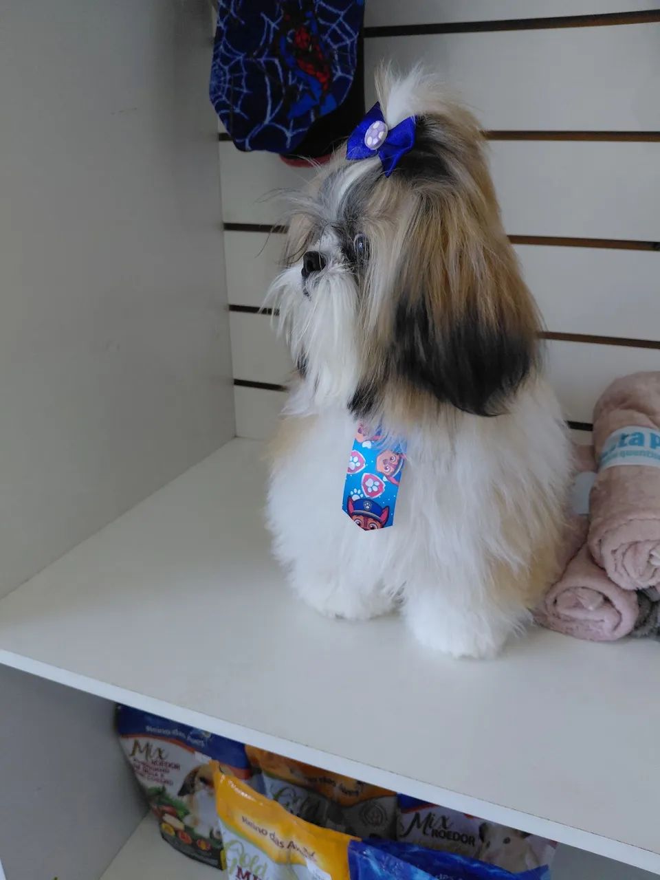 Shih tzu macho pra cruzar 