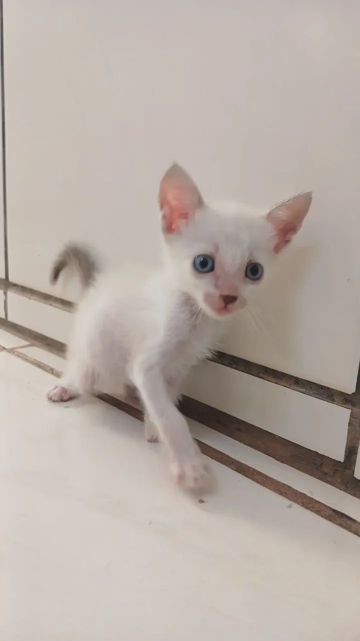 Gatinha para adoção  - Foto 5