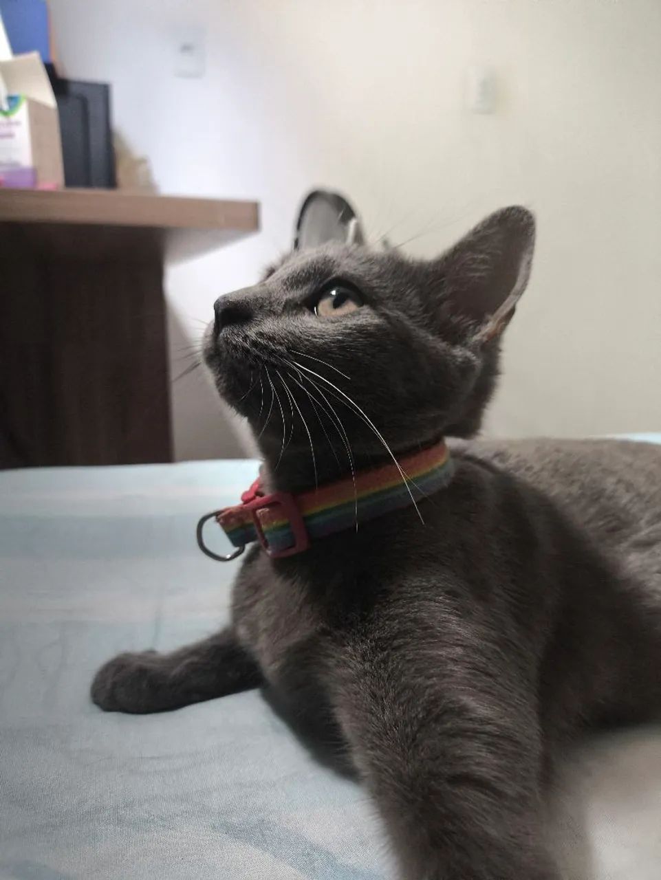 Gata Russa azul - Foto 2