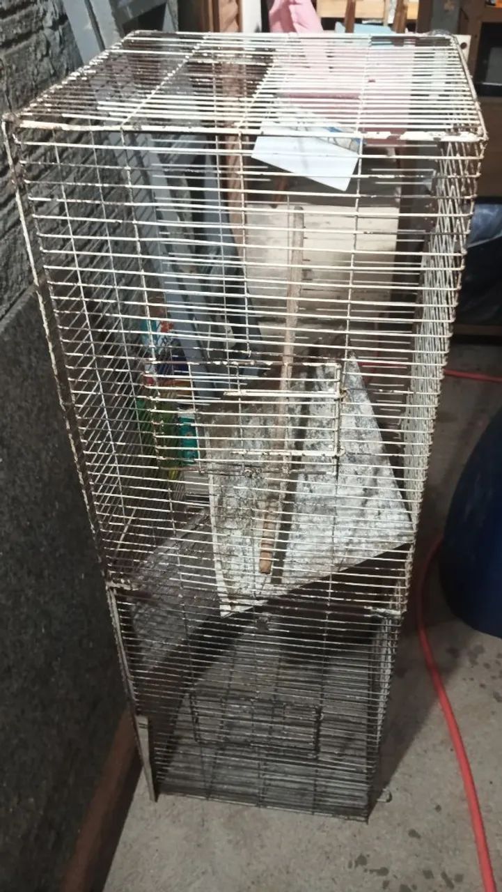 Gaiola
