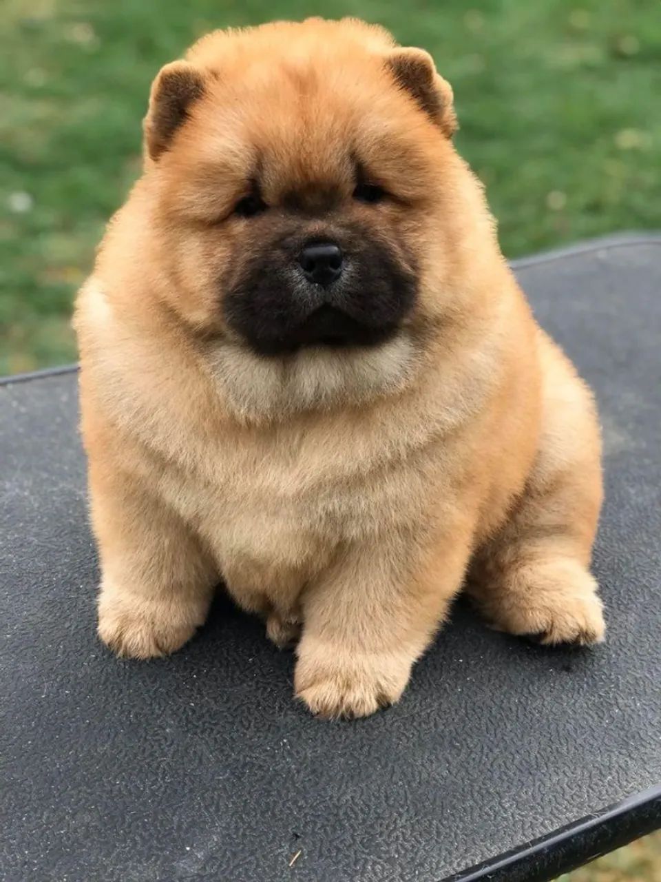 chow chow com garantia de vida