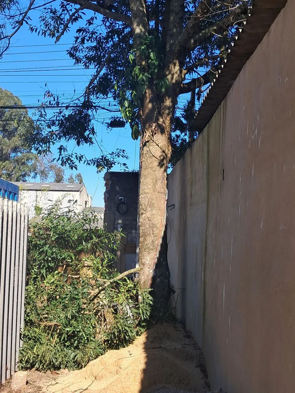Corte e poda de árvores  - Foto 4