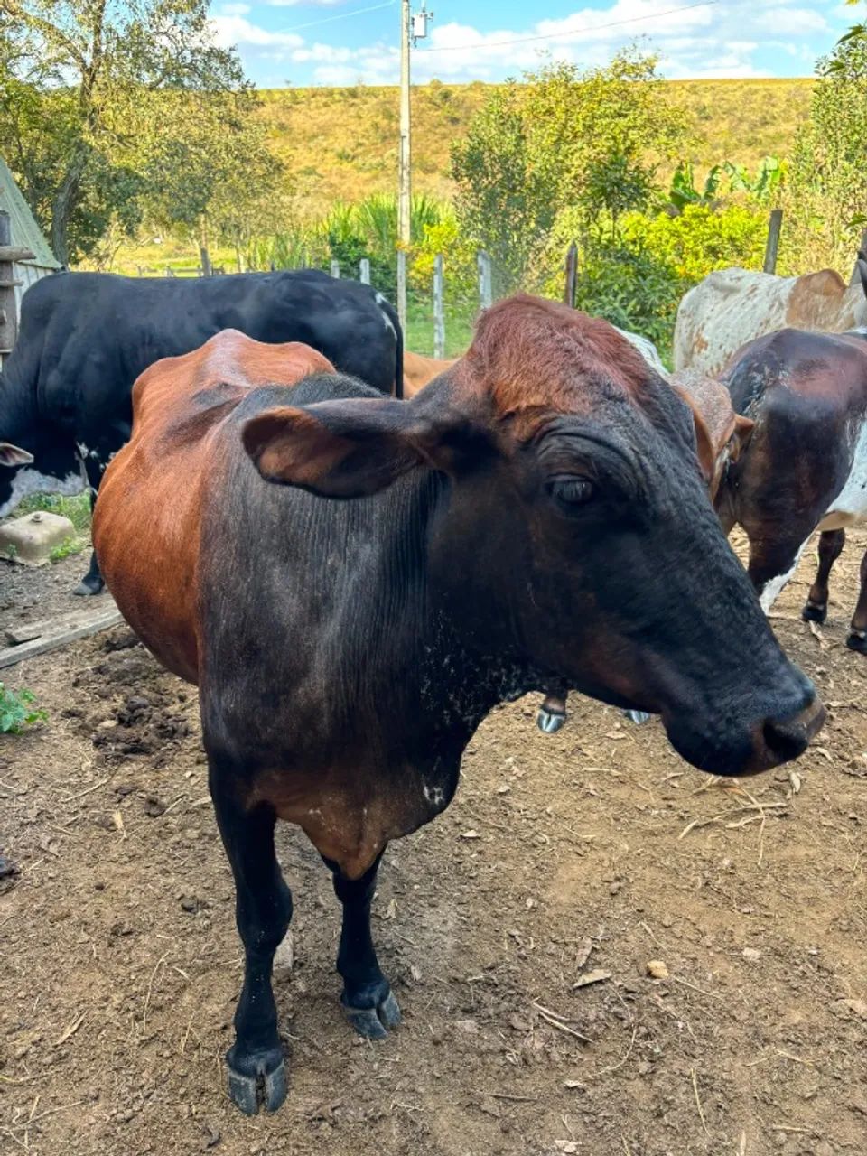 VACAS - Foto 4