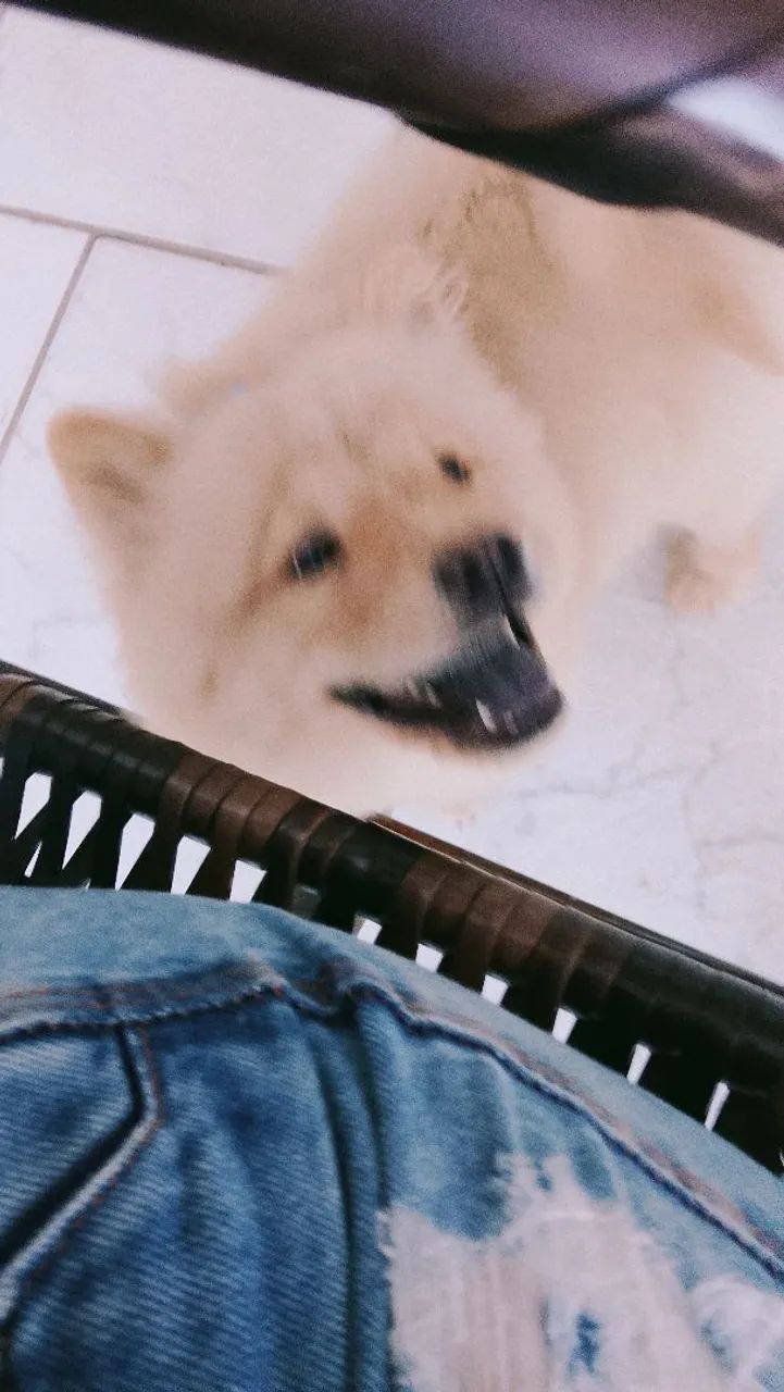 Pet