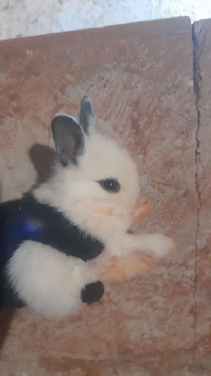 Coelhos  - Foto 5