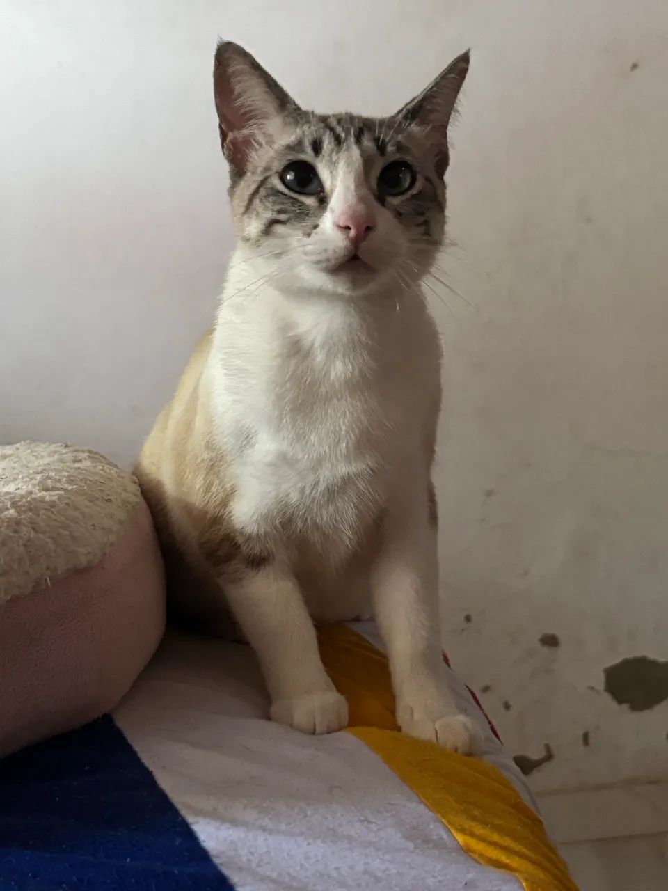 gatinha castrada - Foto 2