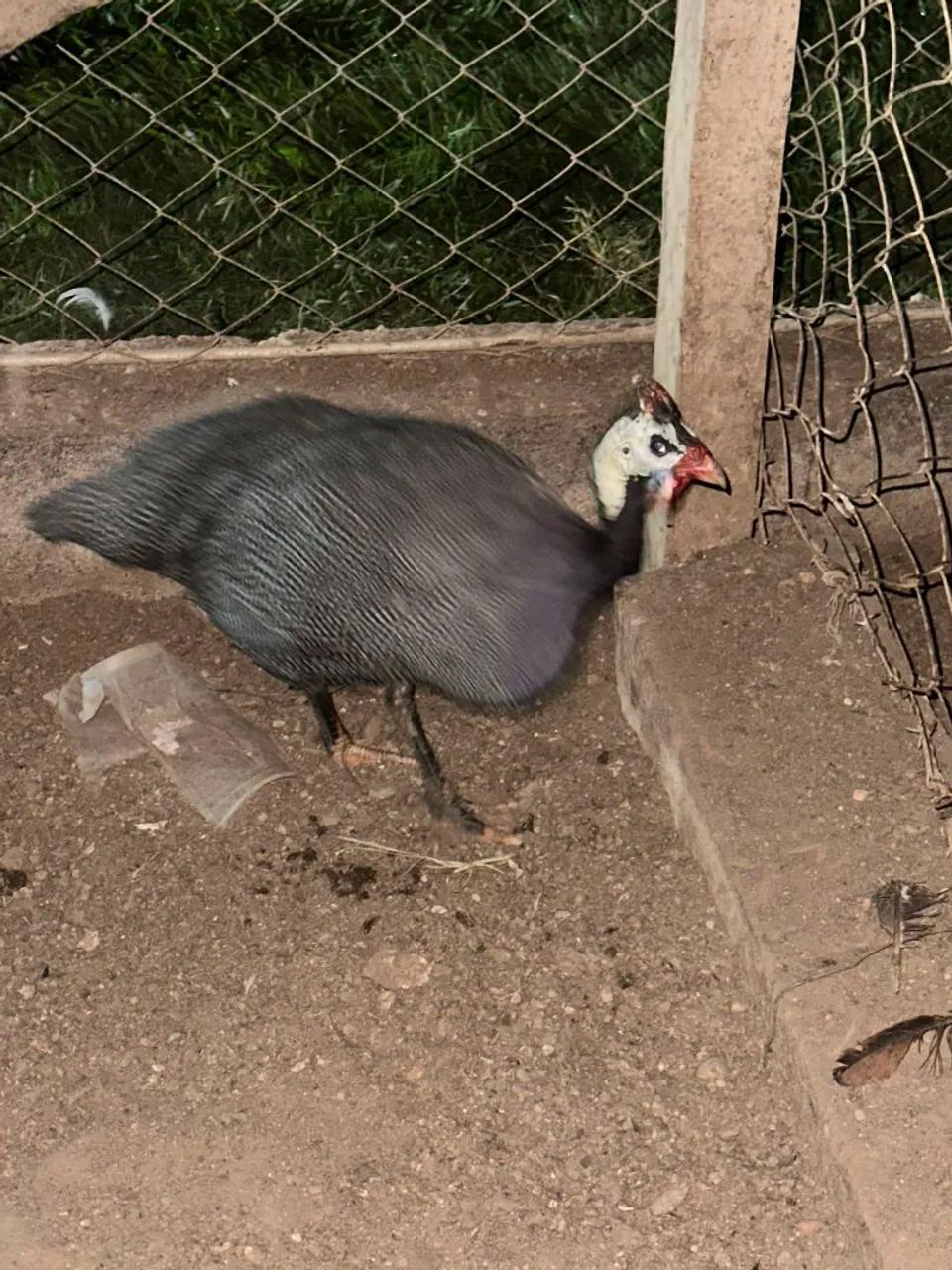 Vendo uma galinha de Angola macho adulto, super saudável. - Foto 2
