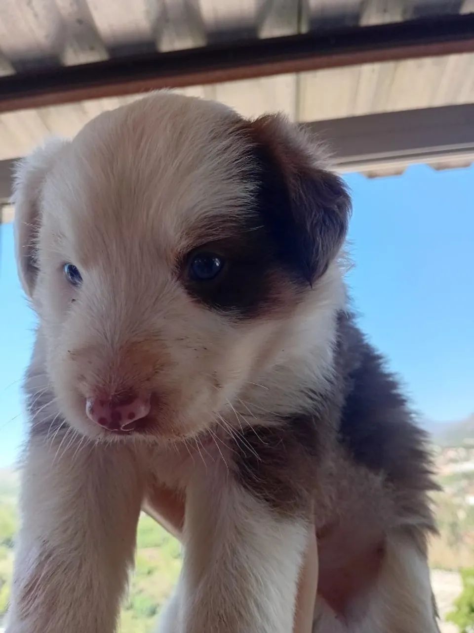 Filhotes de Border Collie