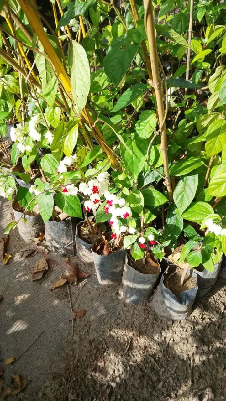 Mudas de jardim - Foto 4