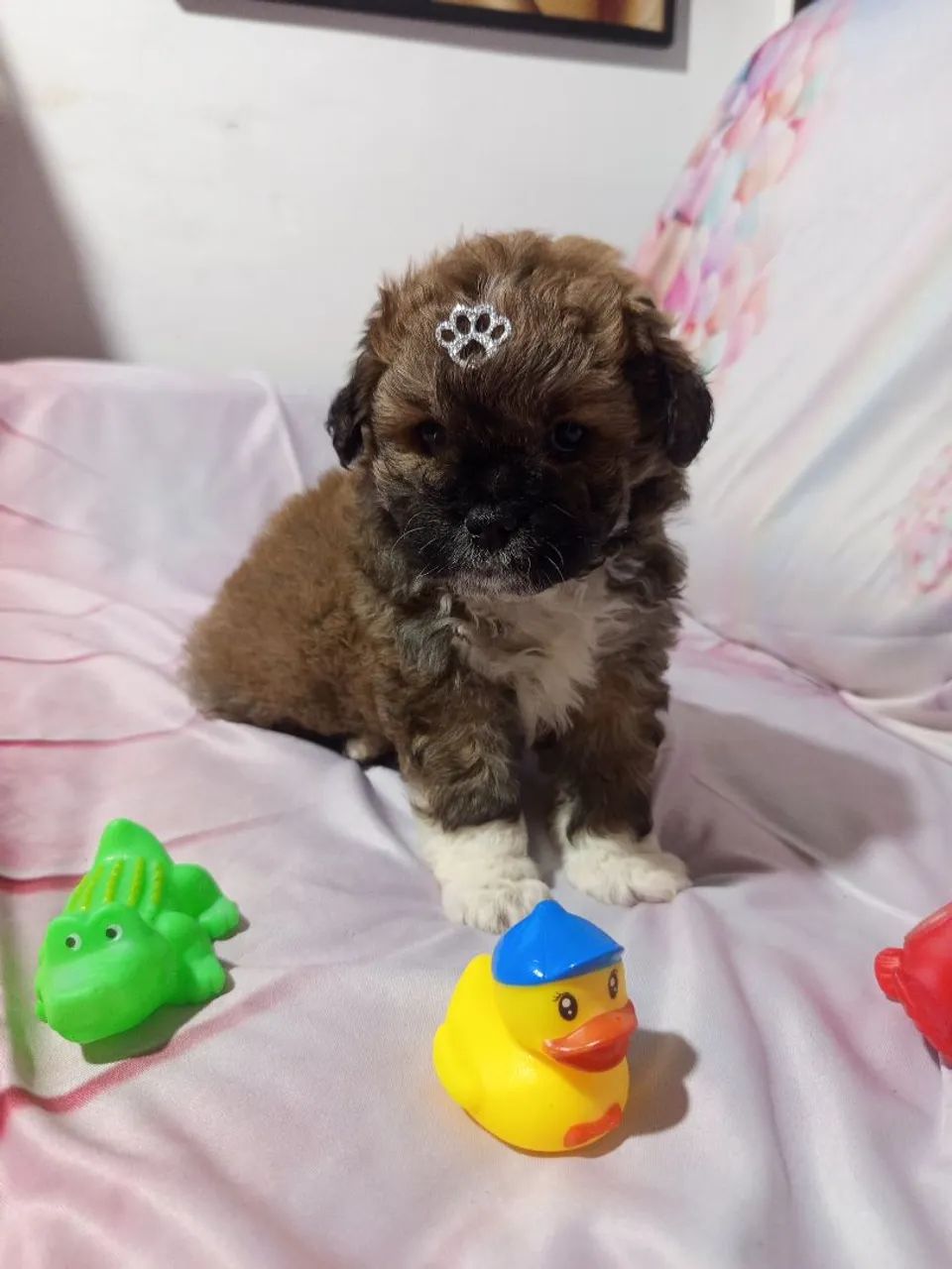 Pet