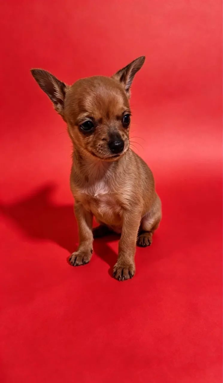Pinscher mini disponível 