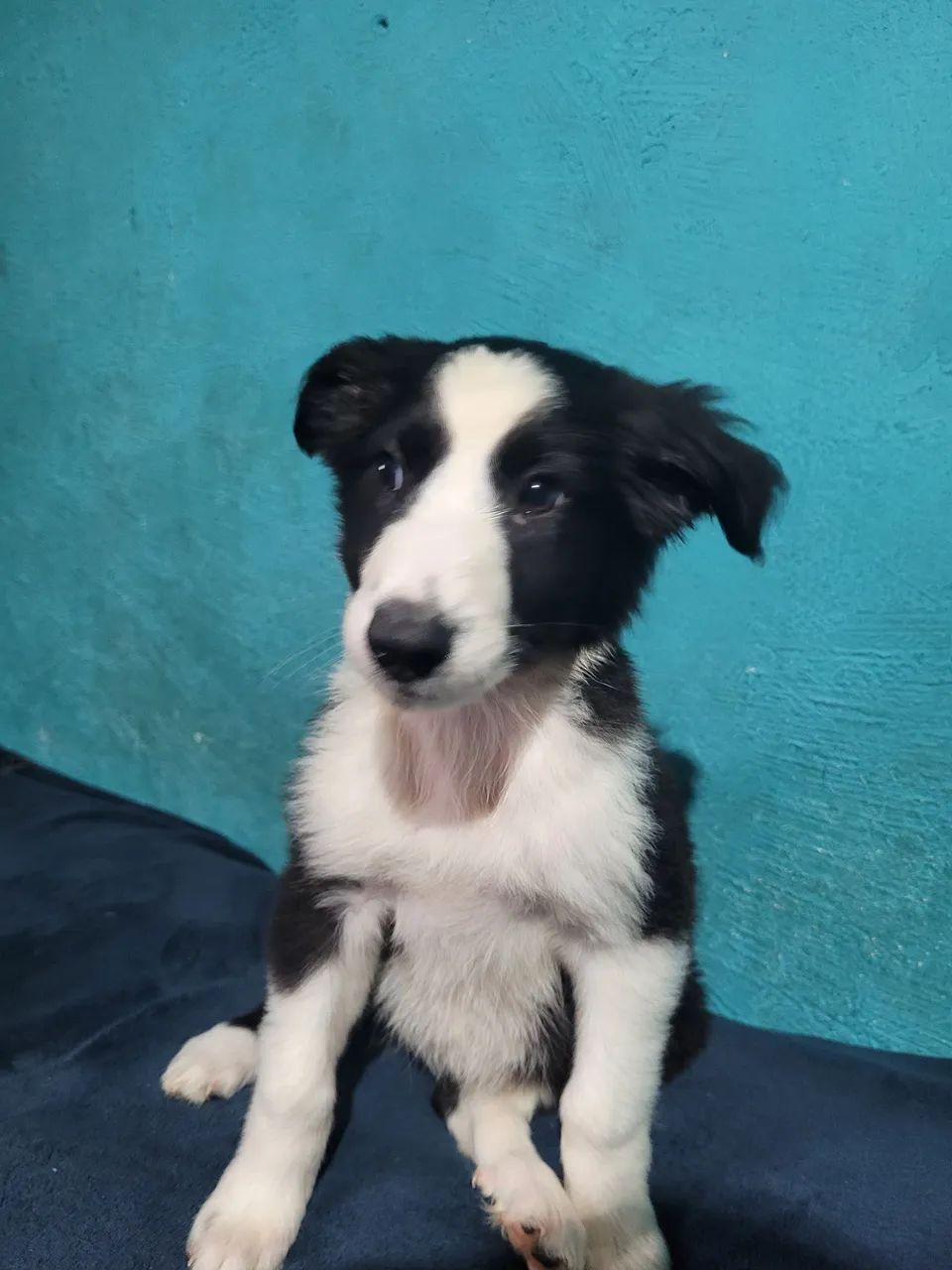 Border collie 