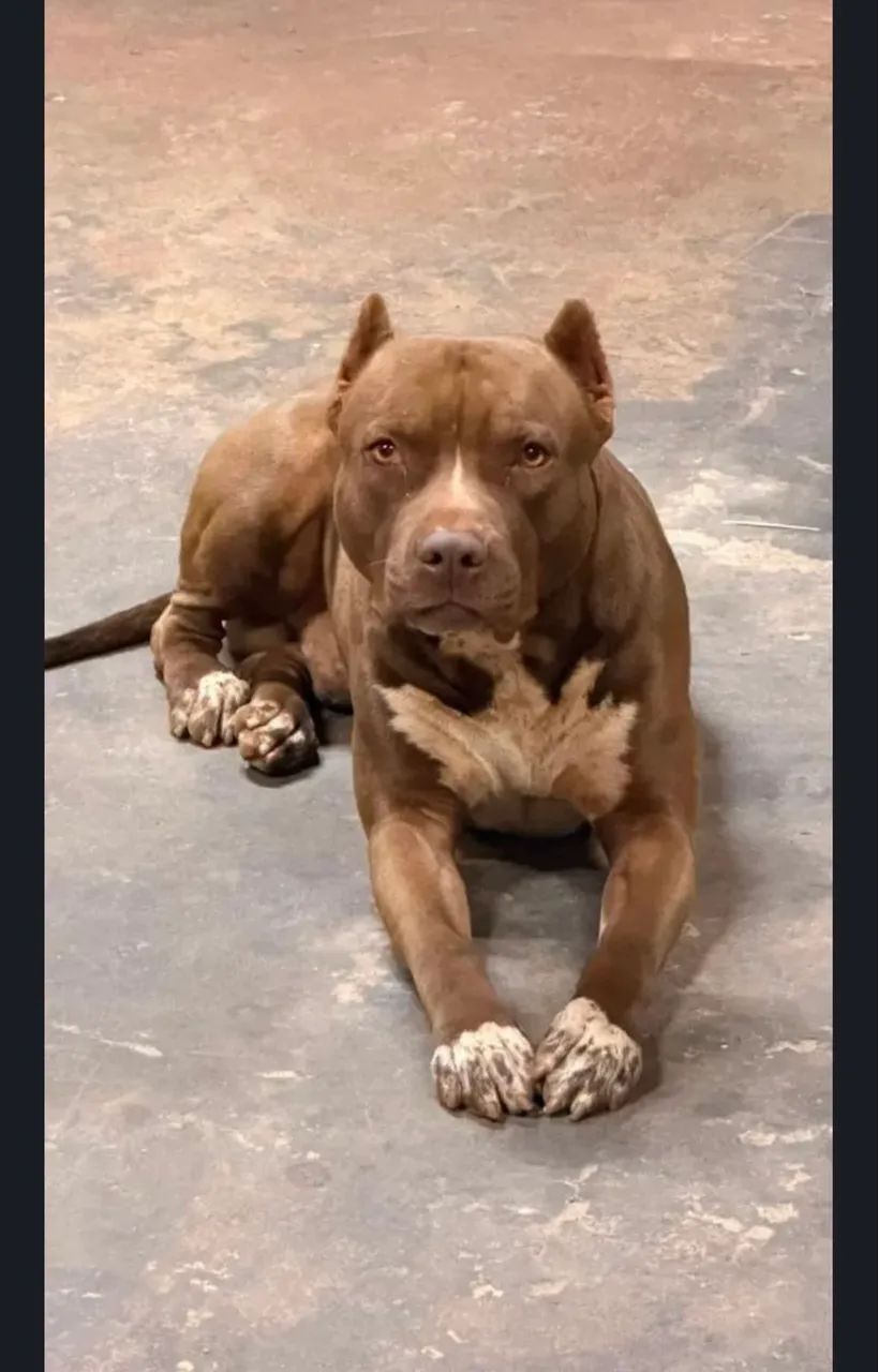 Filhote Pitbull macho  - Foto 4